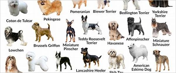 Small sized dog breeds
