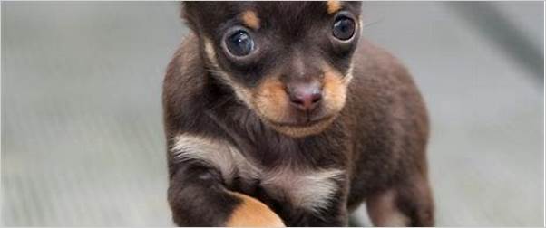 Chihuahua small size dog breed