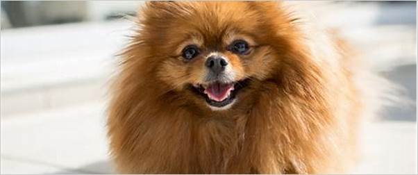 Small dog breeds images